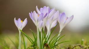 20 märz 2015 holda freud. Fruhlingsblumen Was Bluht Denn Da Br Kinder Eure Startseite