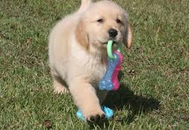 Since they are a sporting so happy with my little girl. Golden Retriever Puppy For Sale Adoption Rescue For Sale In Hubert North Carolina Classified Americanlisted Com