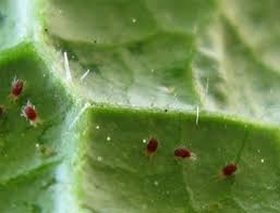 ハダニの駆除 予防方法 観葉植物を害虫から守る 観葉植物ペディア