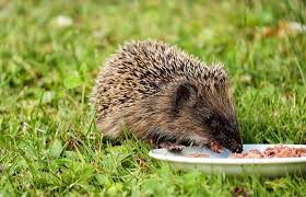 In order to know where your pet hedgehog's roots are in terms of food consumption, let's take a look at what the hedgies hedgehogs can't eat highly acidic foods like citrus fruits and pineapples. Wild Hedgehog Care Wildlife Care Pet Care Pet Talk
