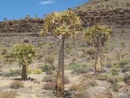 Image result for Aloidendron