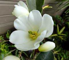 Image result for Mechowia grandiflora