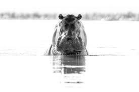 Image result for Vepris zambesiaca