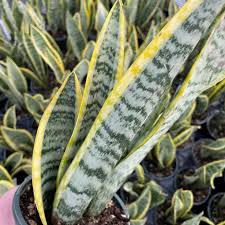 Image result for Vahadenia laurentii