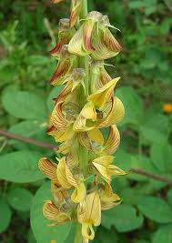Image result for Crotalaria vasculosa