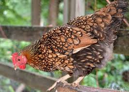 We did not find results for: Best Backyard Chickens Timber Creek Farm