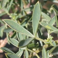 Image result for Adenocarpus