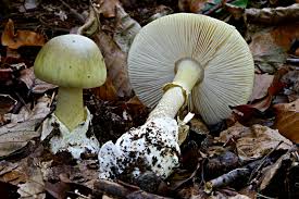 Bild für bild zeigen wir ihnen, welche pilze gefährlich sind. Speisepilze Und Ihre Giftigen Doppelganger Nabu Niedersachsen