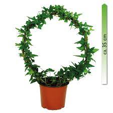 Bei hornbach, hartlauer, möbelix, billa, xxxlutz eugendorf. Hedera Helix Bogen Im 12cm Topf Zimmerefeu Am Bogen Hohe Ca 35cm Meingartencenter24 De Garten Online Shop Weber Grill