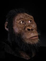 Homo Sapiens Die Entwicklung Des Modernen Menschen Br Wissen