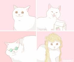 Choose Your Fighter Part 2 Cute Art Funny Animals Cat Memes