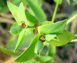 Image result for Euphorbia schimperiana