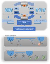 The time it takes ovarian cancer to develop varies. Epigenetics In Ovarian Cancer Premise Properties And Perspectives Molecular Cancer Full Text