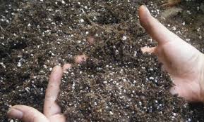 It's a great balance of everything that will help your plant thrive and it comes in a few different sizes, each of which has a resealable bag so you can keep it fresh until you need it. How To Select Successful Potting Soils For Salvias