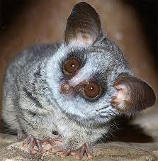 Galago Bush Baby Tiny African Primate Baby Animals Cute Baby Animals Animals Beautiful