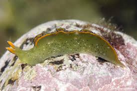 Image result for Elymandra grallata