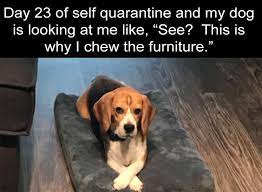 After Dark Funny Meme Dump 36 Pics Funny Dog Memes Stupid Funny Memes Funny Relatable Memes