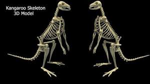 Kangaroo Skeleton 3d Model Model 3d Model Kangaroo