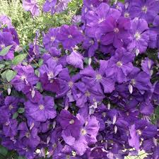 Image result for Barleria setosa