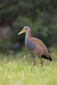 Canto De Trinca Ferro Bom Dia Seu Chico Com Boi Giant Wood Rail Aramides Ypecaha Fauna Brasileira Natureza