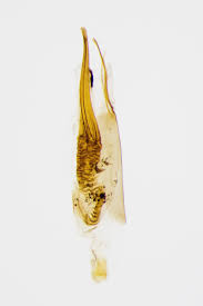 Image result for Delplanqueia inscriptella