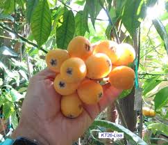 Submit Your Seedling Loquat Variety -Show Your Loquat Fruits