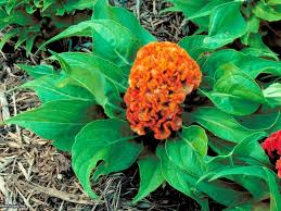 Where to buy cheap flowers for garden. 10 Flowers That Give You Bang For Your Buck Hgtv