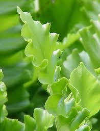 Image result for Asplenium laurentii