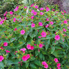 Image result for Mirabilis