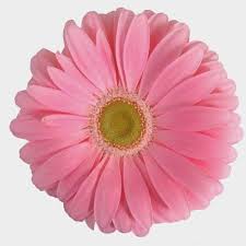 The simplicity of a daisy's bright blooms just makes you grin! Mini Gerbera Daisy Pink Flower Wholesale Blooms By The Box