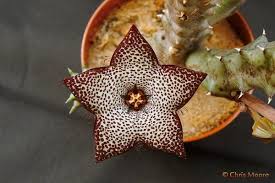 Image result for Tridentea