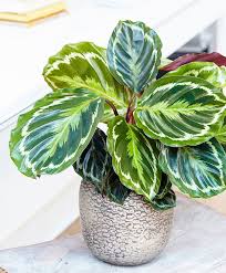 Calathea Medaillon 40 45 Cm Plants From Bakker Spalding Garden Company Plants Calathea Plant Indoor Plants