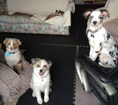 Mobile dog grooming near me; Puppy Boarding Training Pam 4 Paws