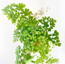 Image result for Adiantum vogelii