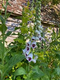 Image result for Digitalis purpurea alba/ red spots