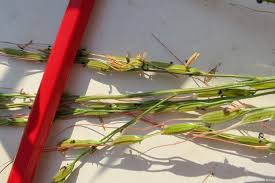 Image result for Oryza longistaminata