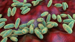 Maybe you would like to learn more about one of these? Inner Mongolia Reports Three Sites Infected With Bubonic Plague After Herdsman Infected South China Morning Post