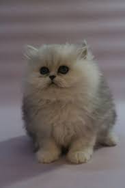 1 kedi 1 kopek sahiplendirme ilanlari hayvan hayvanlar kopek