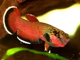 L'espèce betta albimarginata est un petit poisson combattant d'asie connue seulement du bassin sebuku, kalimantan timur, dans l'archipel de bornéo en indonésie. Wtb Betta Albimarginata Or Betta Channoides Aquariacentral Com