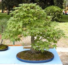 Piante da appartamento da coltivare all' interno! Bonsai Da Esterno Quali Sono E Come Coltivarli Passione In Verde