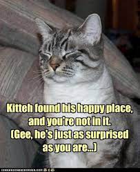 Kitteh Found His Happy Place And You Re Not In It Gee He S Just As Surprised As You Are Crazy Cats Cat Quotes Funny Animal Pictures