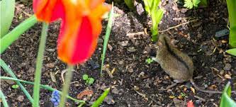 Live catch mouse traps for mice typically allow you to catch multiple mice in one trap. Mice And Rats In The Garden How To Rid Of Rodents In Garden