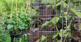 The pvc cucumber trellis is a cool way to grow your cucumbers. 25 Functional Diy Cucumber Trellis Ideas Balcony Garden Web