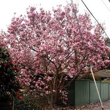 Image result for magnolia soulangeana