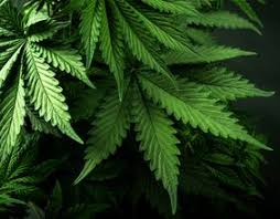 In the past month, shares of sundial growers (nasdaq:sndl) have soared more than 235%, while the s&p 500 is up by just 2%. Pfemc0hzfoegcm