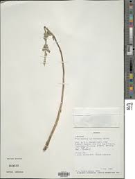 Image result for Coleus cylindraceus