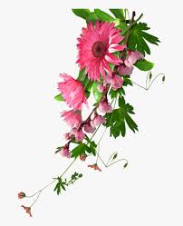 Maybe you would like to learn more about one of these? Mq Pink Flowers Flower Garden Nature Real Flower No Background Hd Png Download Transparent Png Image Pngitem