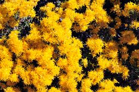 Image result for Erlangea remifolia