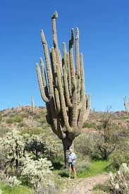Flowers and fruit of each cactus are shown and a few interesting facts are given about each one. 10 Interestingly Huge Cacti Photos That Make You Look Like A Midget