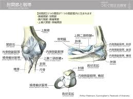 肘関節の構造と靱帯 | 徹底的解剖学（かずひろ先生 解剖学）